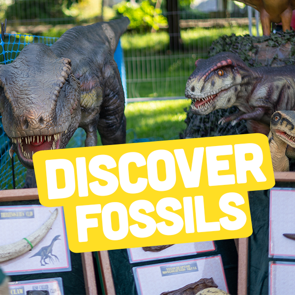 discover fossils